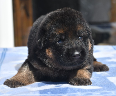 CHIOT 1 collier bleu 