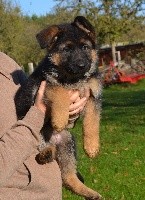CHIOT