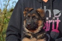 CHIOT