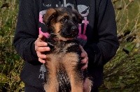 CHIOT