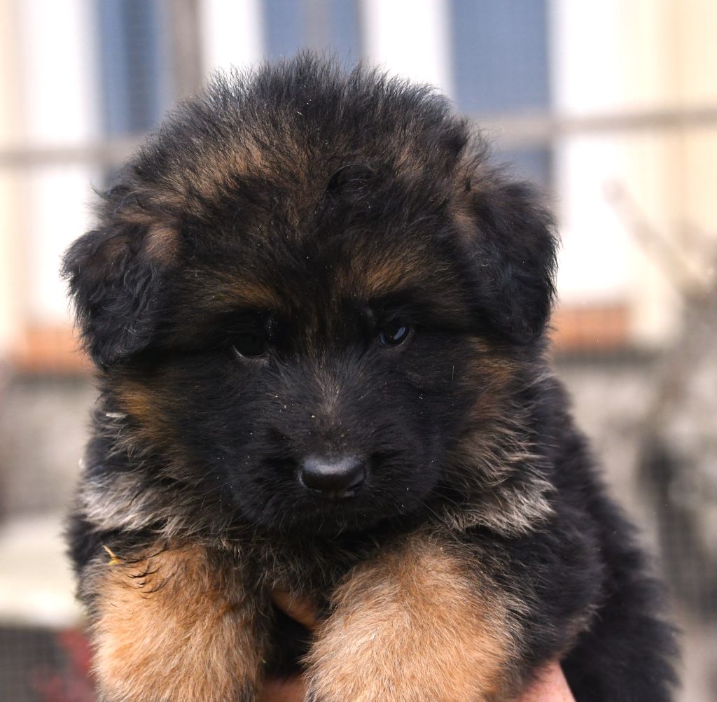 Du Domaine De L'estuaire - Chiots disponibles - Berger Allemand Poil Long