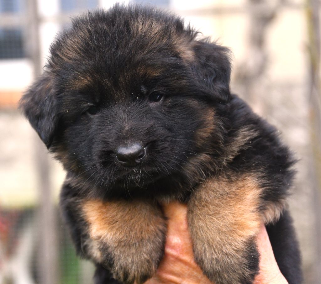 Du Domaine De L'estuaire - Chiots disponibles - Berger Allemand Poil Long