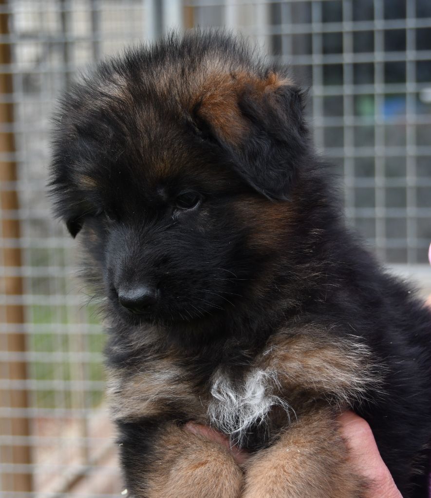 Du Domaine De L'estuaire - Berger Allemand Poil Long - Portée née le 23/06/2023