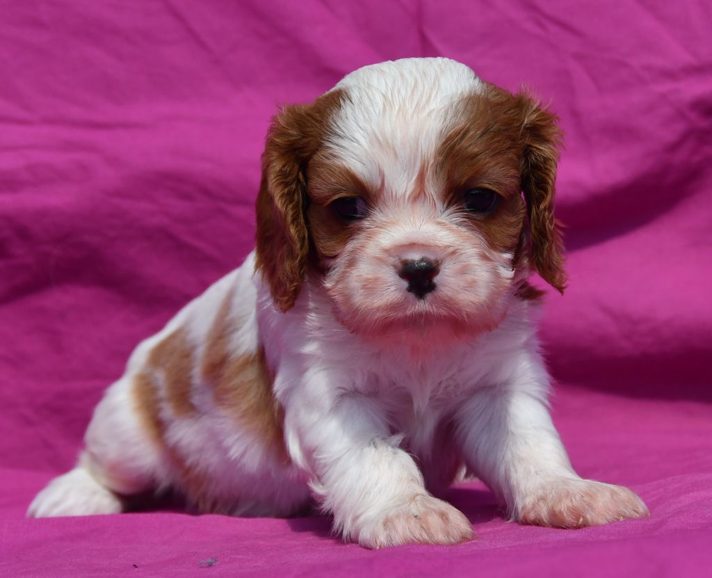 Du Domaine De L'estuaire - Chiots disponibles - Cavalier King Charles Spaniel
