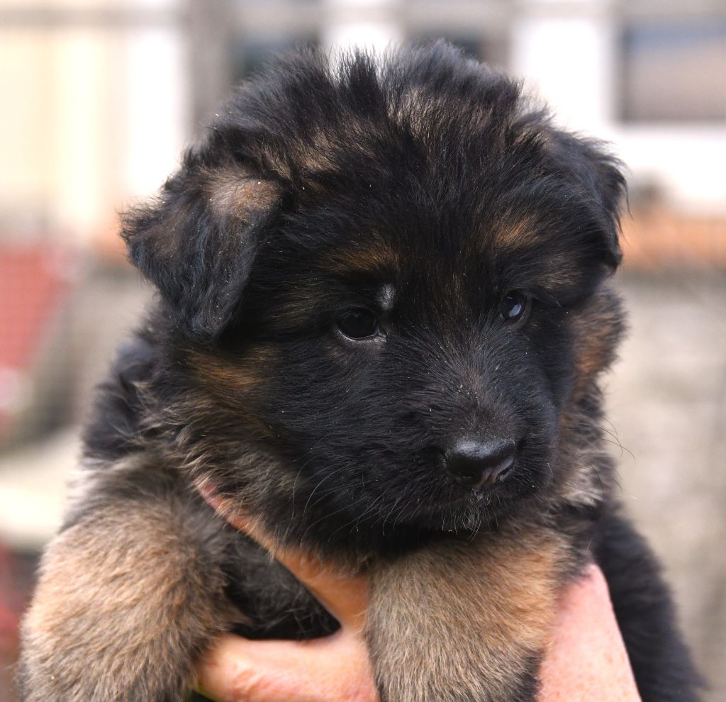 Du Domaine De L'estuaire - Chiots disponibles - Berger Allemand Poil Long